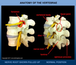 vertebral_anatomy_lo