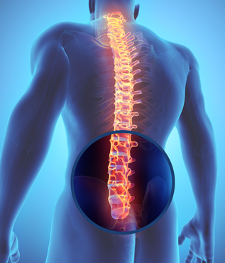 Lumbar Spine Anatomy