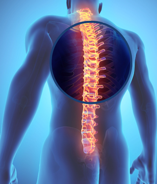 Thoracic Spine Anatomy