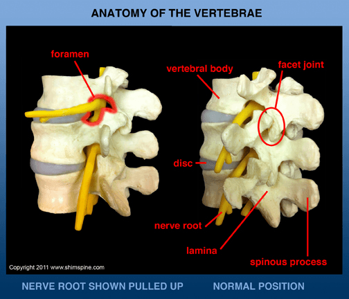 Anatomy of the Vertebrae