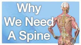 Why We Need A Spine