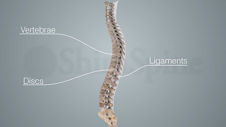 Spine