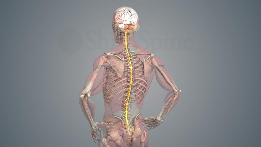 Spinal cord nerves