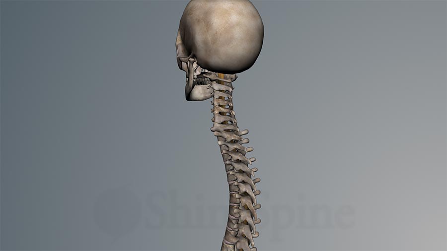 Spine and skull