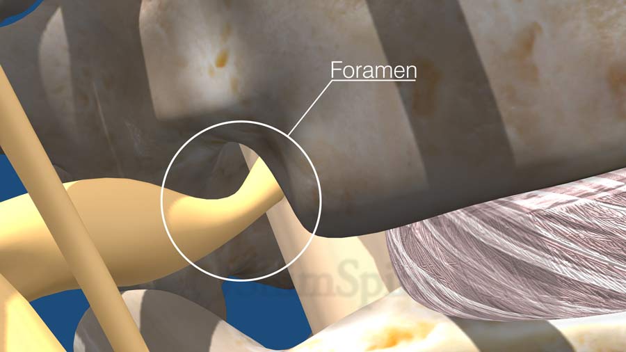 Foramen