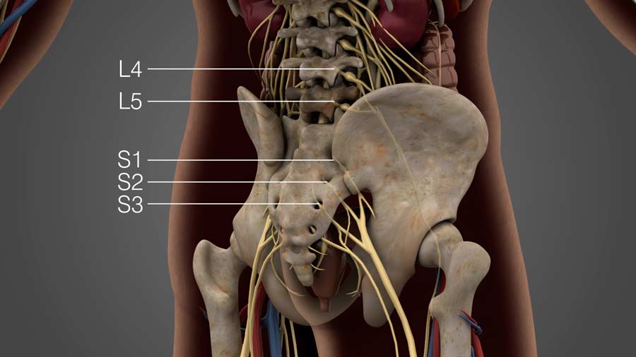 Lumbar nerves