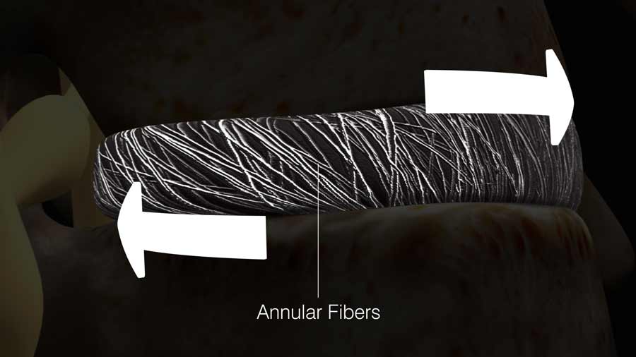 Annular Fibers