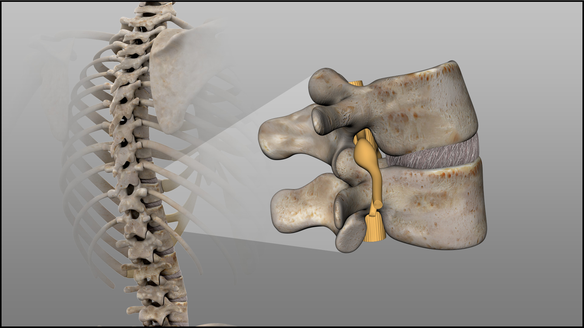 Basic Spine Anatomy