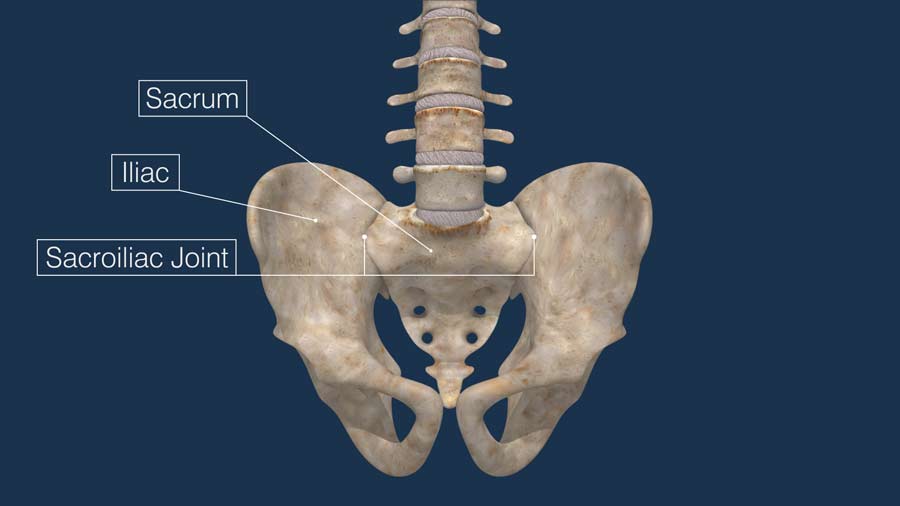 The sacroiliac (SI) joint