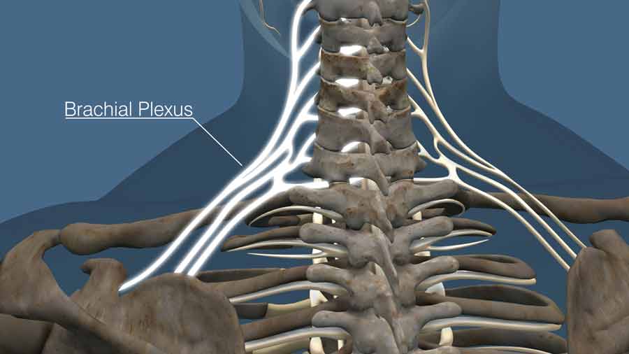 brachial plexus